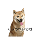 まりことたんこ（個別スタンプ：5）
