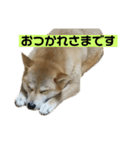 まりことたんこ（個別スタンプ：7）