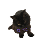 ねこのけだま（個別スタンプ：1）