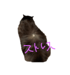 ねこのけだま（個別スタンプ：5）