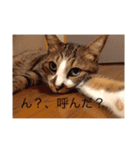 武蔵と愉快な仲間たち（個別スタンプ：3）