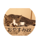 武蔵と愉快な仲間たち（個別スタンプ：4）