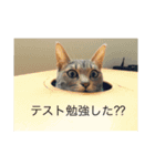 武蔵と愉快な仲間たち（個別スタンプ：7）