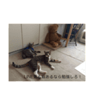 武蔵と愉快な仲間たち（個別スタンプ：8）