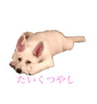 ホワイトシェパード J（個別スタンプ：2）
