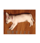 ホワイトシェパード J（個別スタンプ：3）