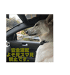 ホワイトシェパード J（個別スタンプ：7）