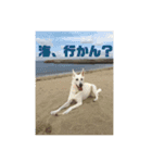 ホワイトシェパード J（個別スタンプ：10）