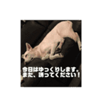 ホワイトシェパード J（個別スタンプ：13）
