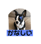 うちの さぶ！（個別スタンプ：1）
