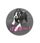 うちの さぶ！（個別スタンプ：3）
