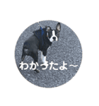 うちの さぶ！（個別スタンプ：5）