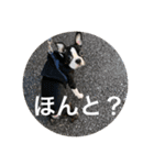 うちの さぶ！（個別スタンプ：11）