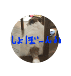 家族たちのスタンプです（個別スタンプ：4）