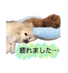 家族スタンプ第2弾（個別スタンプ：20）