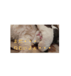 小梅さんの1日（個別スタンプ：2）