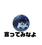 くちのわりぃ猫（個別スタンプ：12）