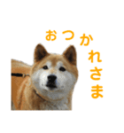 ゴンのおしゃべりスタンプ2（個別スタンプ：1）