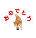 ゴンのおしゃべりスタンプ2（個別スタンプ：2）