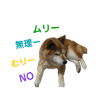 ゴンのおしゃべりスタンプ2（個別スタンプ：4）