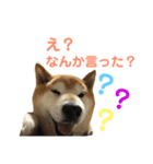 ゴンのおしゃべりスタンプ2（個別スタンプ：5）