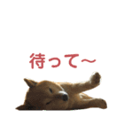 ゴンのおしゃべりスタンプ2（個別スタンプ：9）