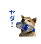 ゴンのおしゃべりスタンプ2（個別スタンプ：11）