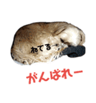 こだ＆ぽこ（個別スタンプ：16）