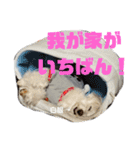こだ＆ぽこ（個別スタンプ：17）