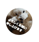 こだ＆ぽこ（個別スタンプ：21）