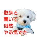 こだ＆ぽこ（個別スタンプ：24）