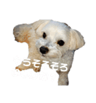 こだ＆ぽこ（個別スタンプ：26）