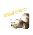 こだ＆ぽこ（個別スタンプ：27）