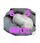 こだ＆ぽこ（個別スタンプ：31）