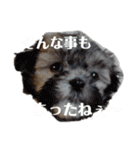 こだ＆ぽこ（個別スタンプ：32）