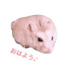 ハムスター すーちゃん（個別スタンプ：1）