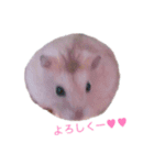 ハムスター すーちゃん（個別スタンプ：3）
