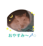 ハムスター すーちゃん（個別スタンプ：5）