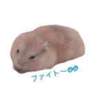 ハムスター すーちゃん（個別スタンプ：7）