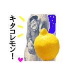 【実写】お疲レモン（個別スタンプ：17）