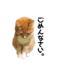 猫のミントさん2（個別スタンプ：2）