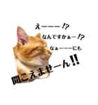 猫のミントさん2（個別スタンプ：3）