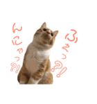 猫のミントさん2（個別スタンプ：4）