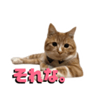猫のミントさん2（個別スタンプ：5）
