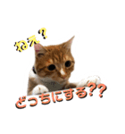 猫のミントさん2（個別スタンプ：6）