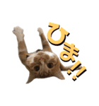 猫のミントさん2（個別スタンプ：8）