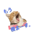 猫のミントさん2（個別スタンプ：9）