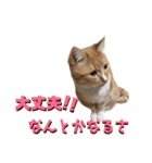 猫のミントさん2（個別スタンプ：10）