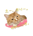 猫のミントさん2（個別スタンプ：11）