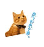 猫のミントさん2（個別スタンプ：12）